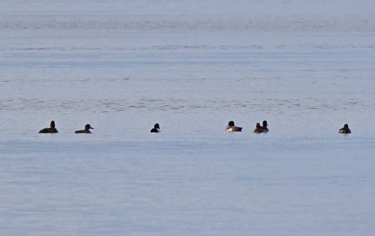 Tufted Duck - ML646524430