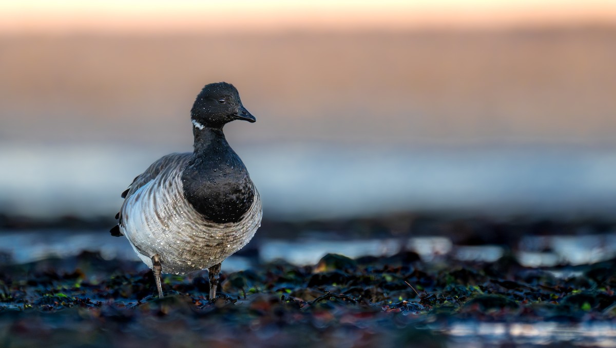 Brant (Pale-bellied) - ML646524431