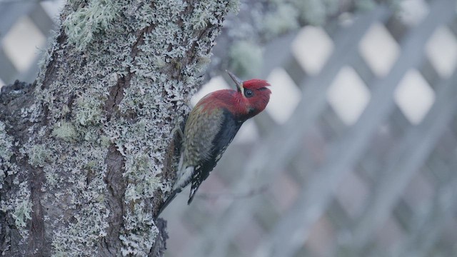 datel červenoprsý - ML646524433