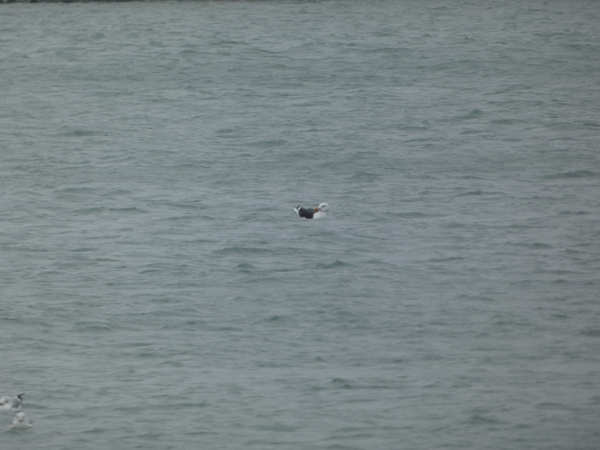 racek mořský - ML646524436