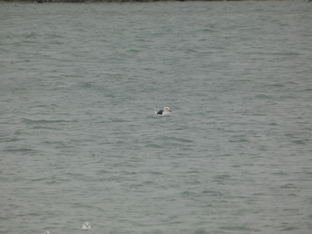 racek mořský - ML646524437