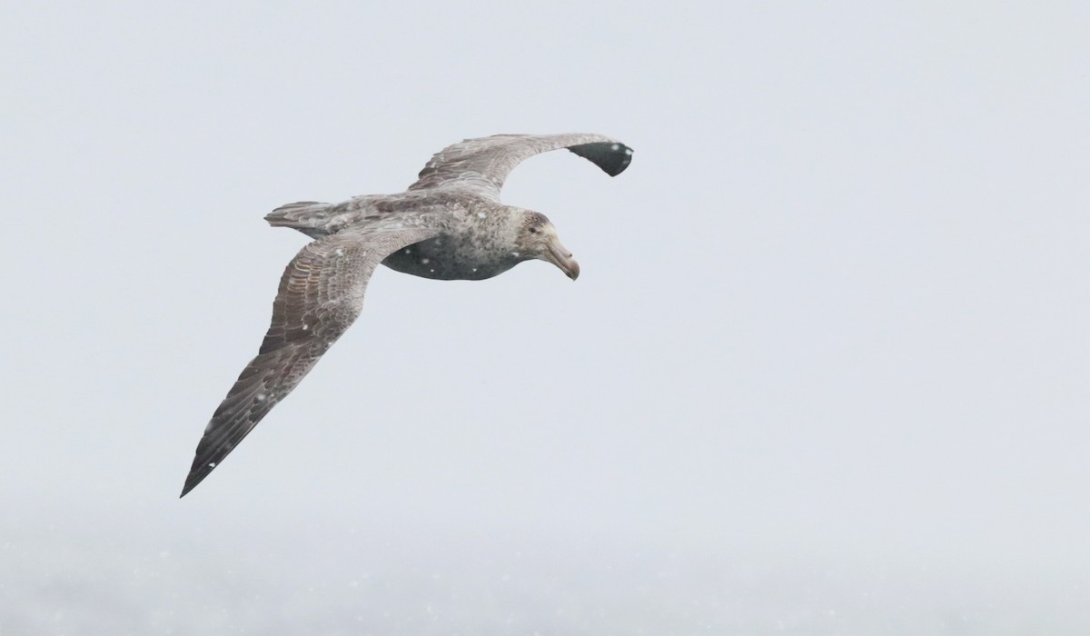 Kuzey Dev Fırtınakuşu - ML646524442