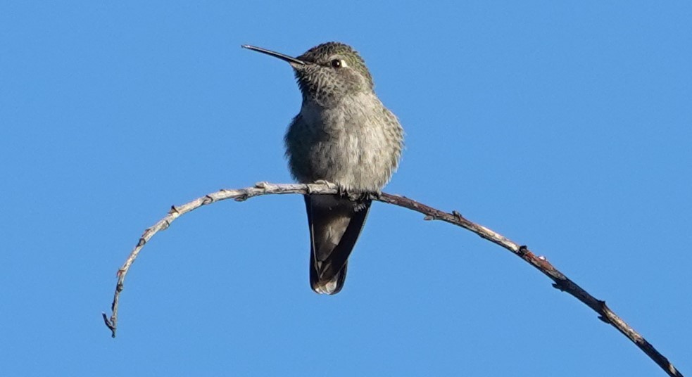 Anna's Hummingbird - ML646524444