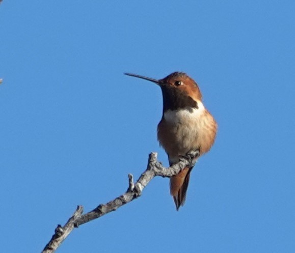 Allen's Hummingbird - ML646524445
