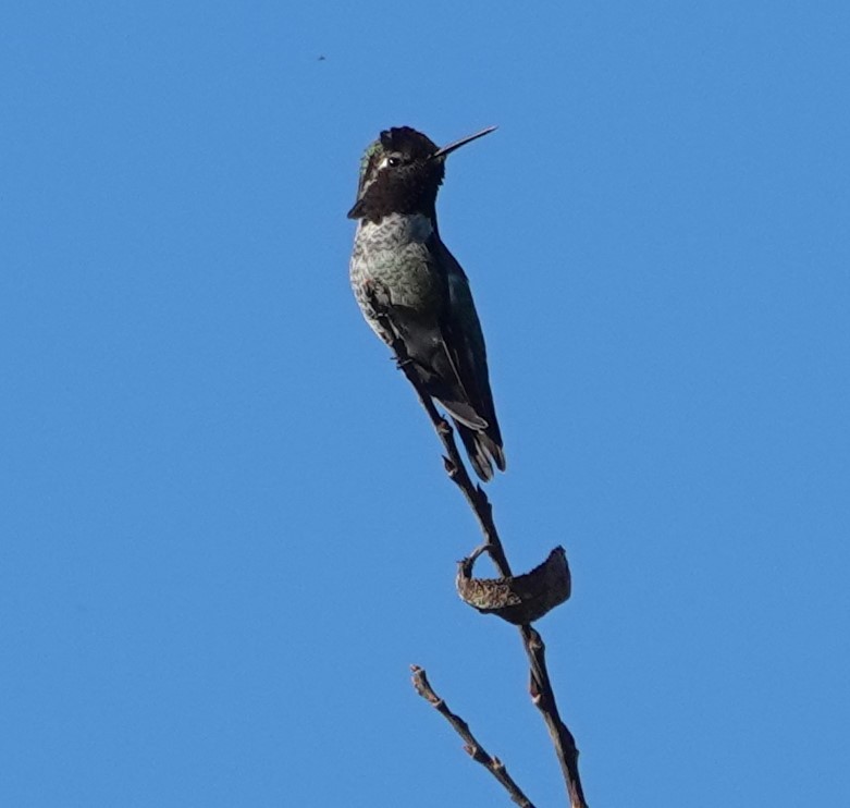 Anna's Hummingbird - ML646524446