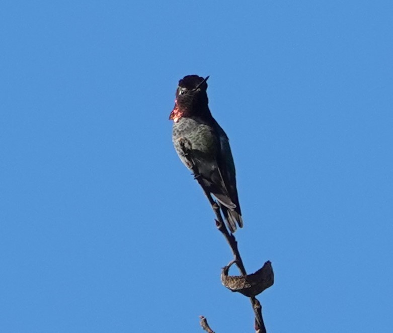 Anna's Hummingbird - ML646524447