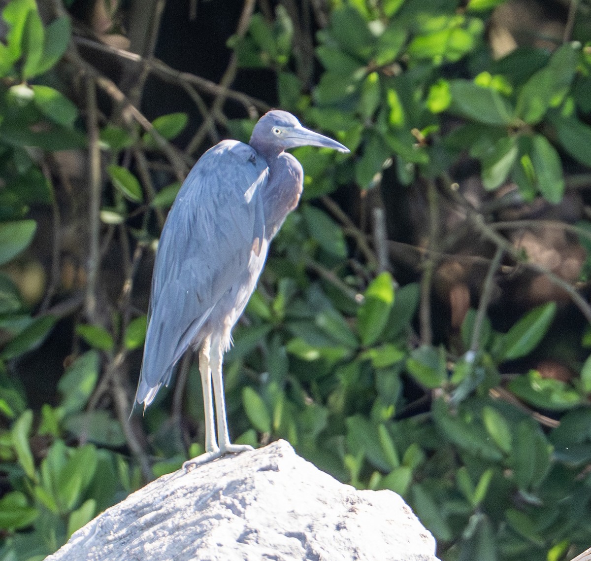 Little Blue Heron - ML646524448