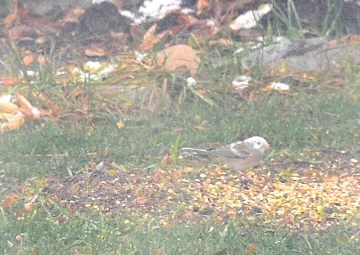 Dark-eyed Junco - ML646524449