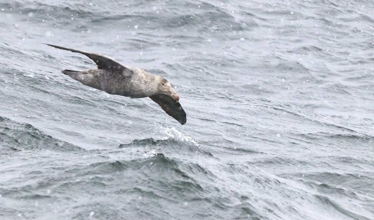 Kuzey Dev Fırtınakuşu - ML646524457