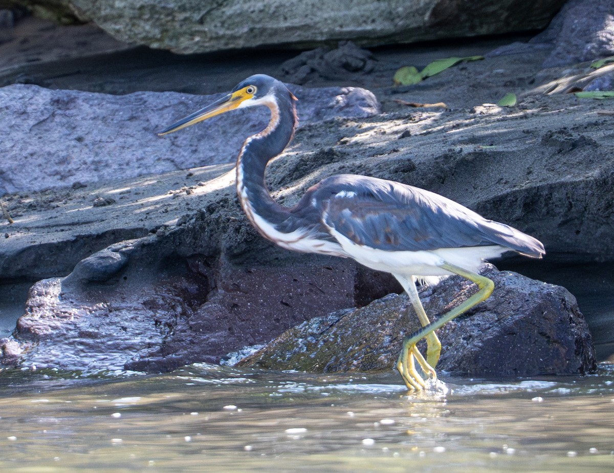 Tricolored Heron - ML646524465