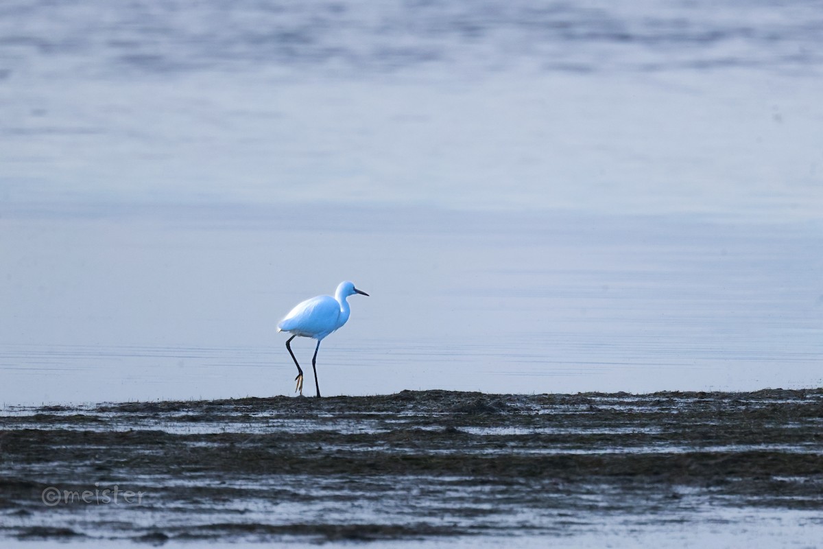 Little Egret - ML646524471