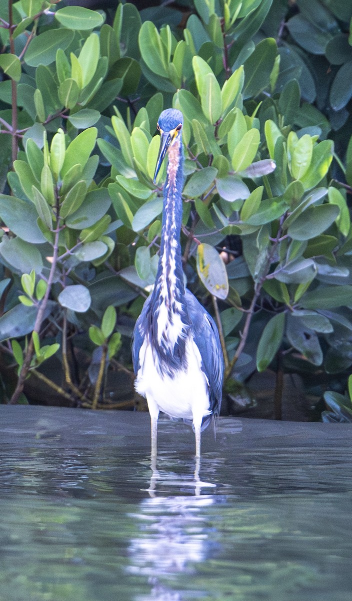 Tricolored Heron - ML646524474