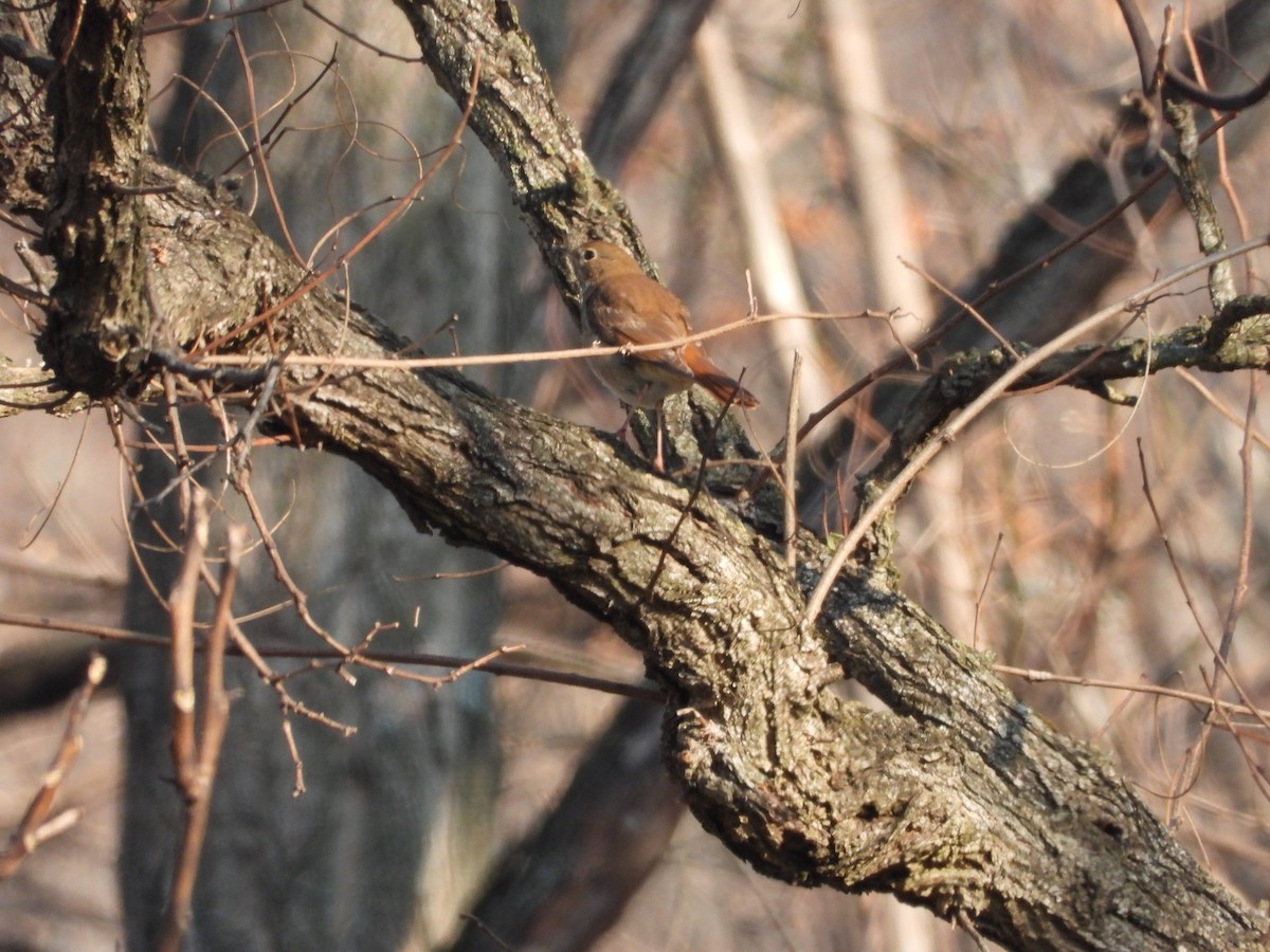 Einsiedler-Musendrossel - ML646524475