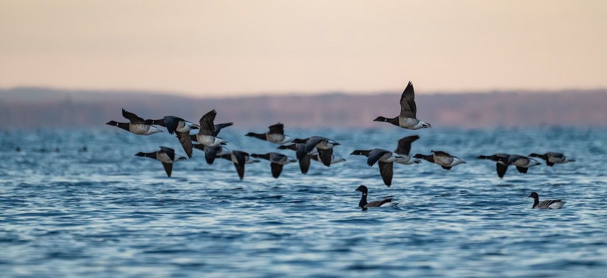 Brant (Pale-bellied) - ML646524476