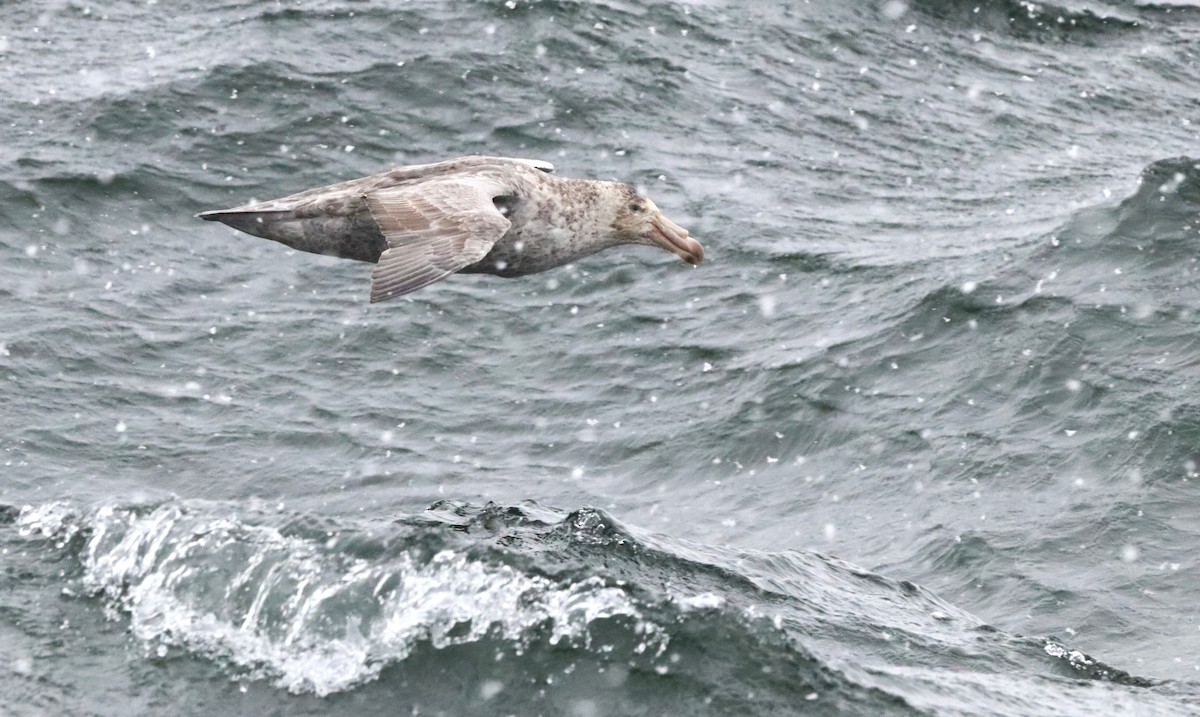 Kuzey Dev Fırtınakuşu - ML646524477