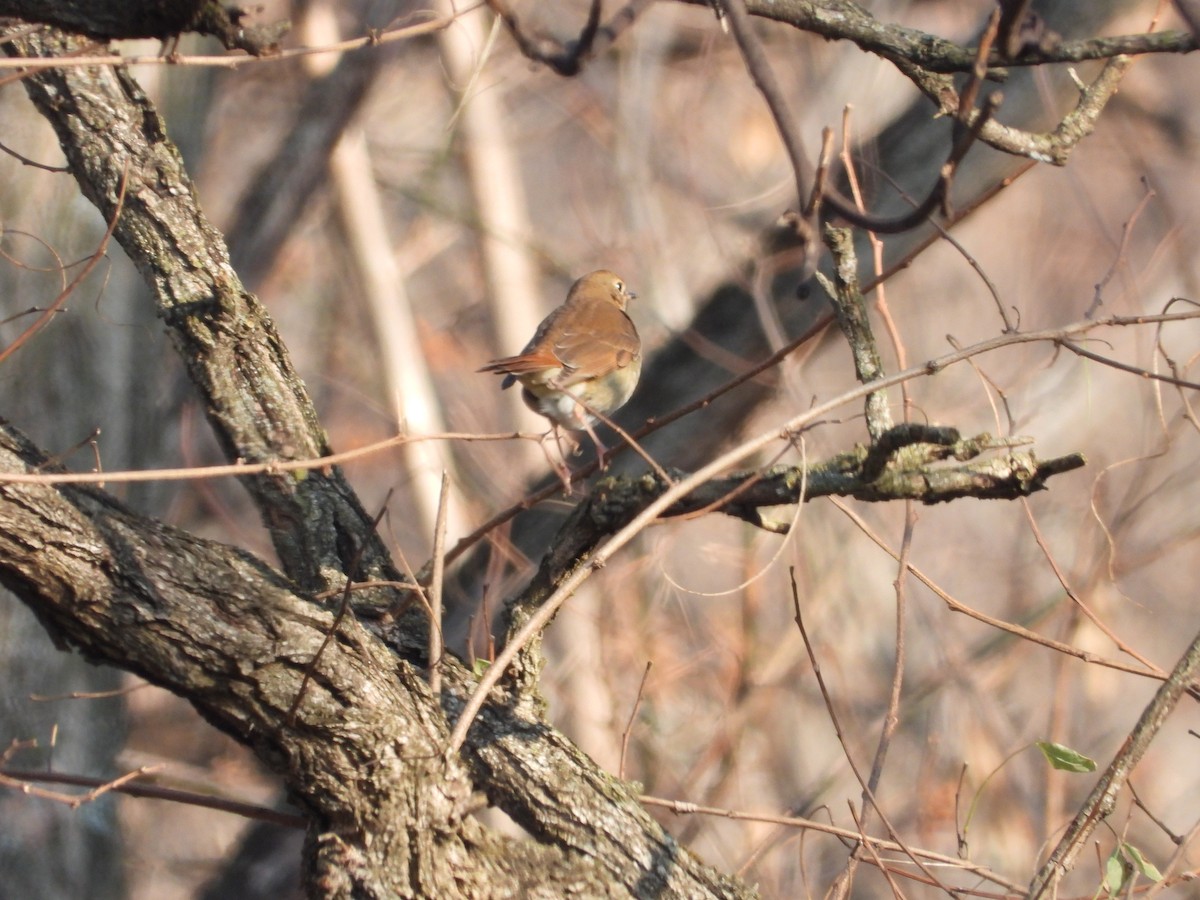 Einsiedler-Musendrossel - ML646524478