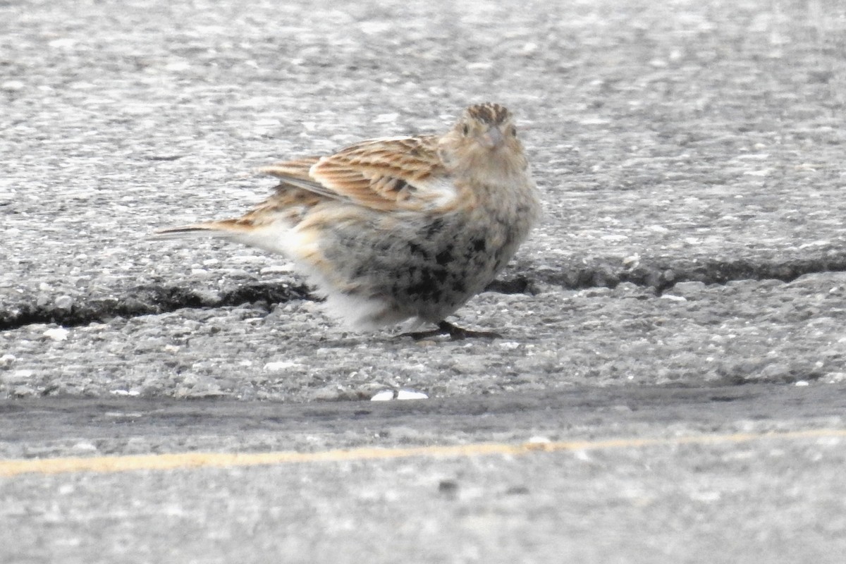 Chestnut-collared Longspur - ML646524482