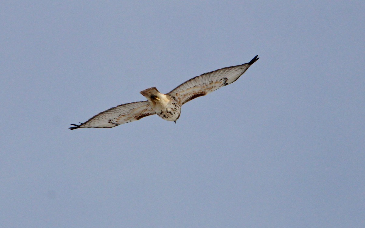 káně rudochvostá - ML646524483