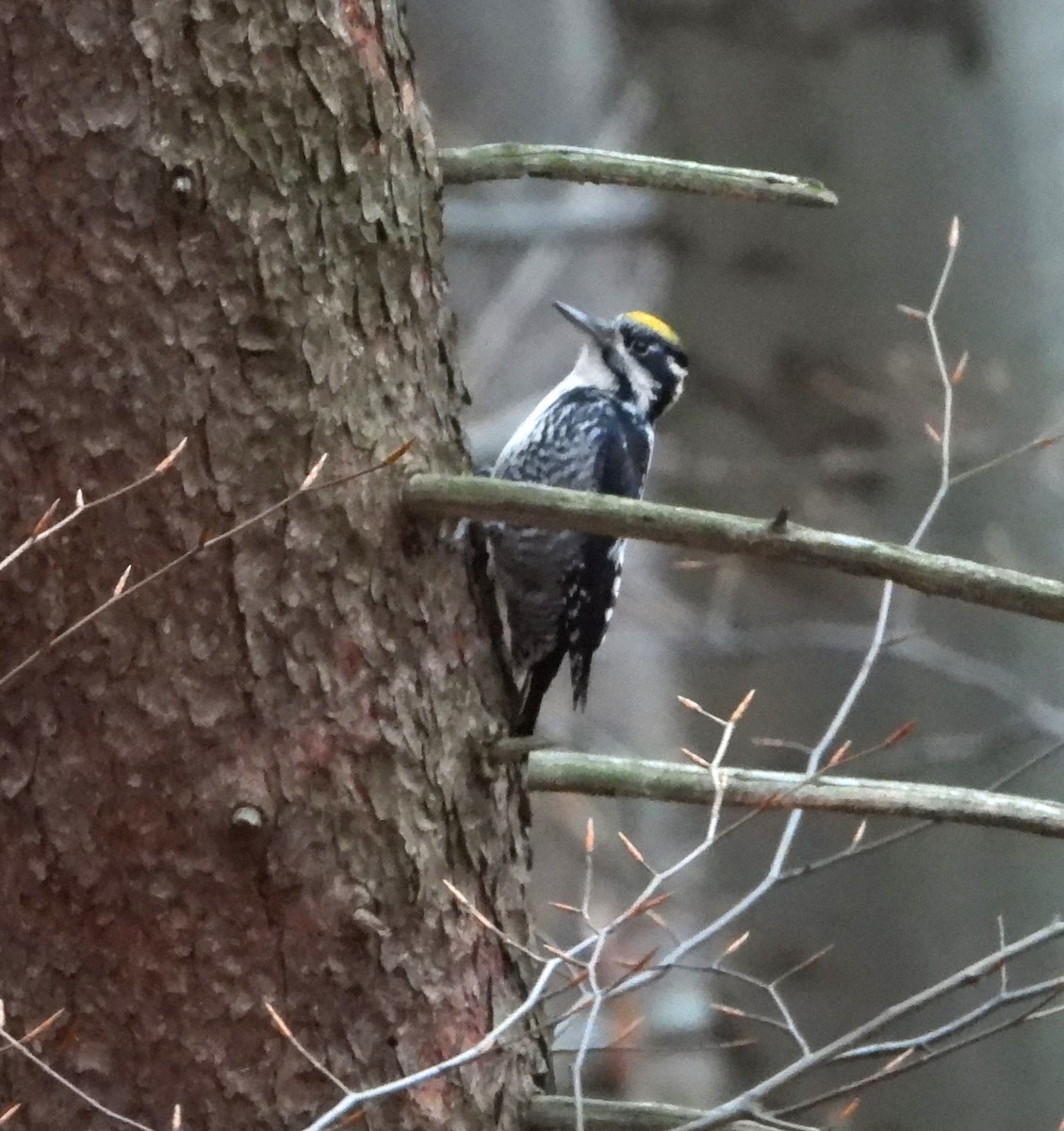 Eurasian Three-toed Woodpecker - ML646524486
