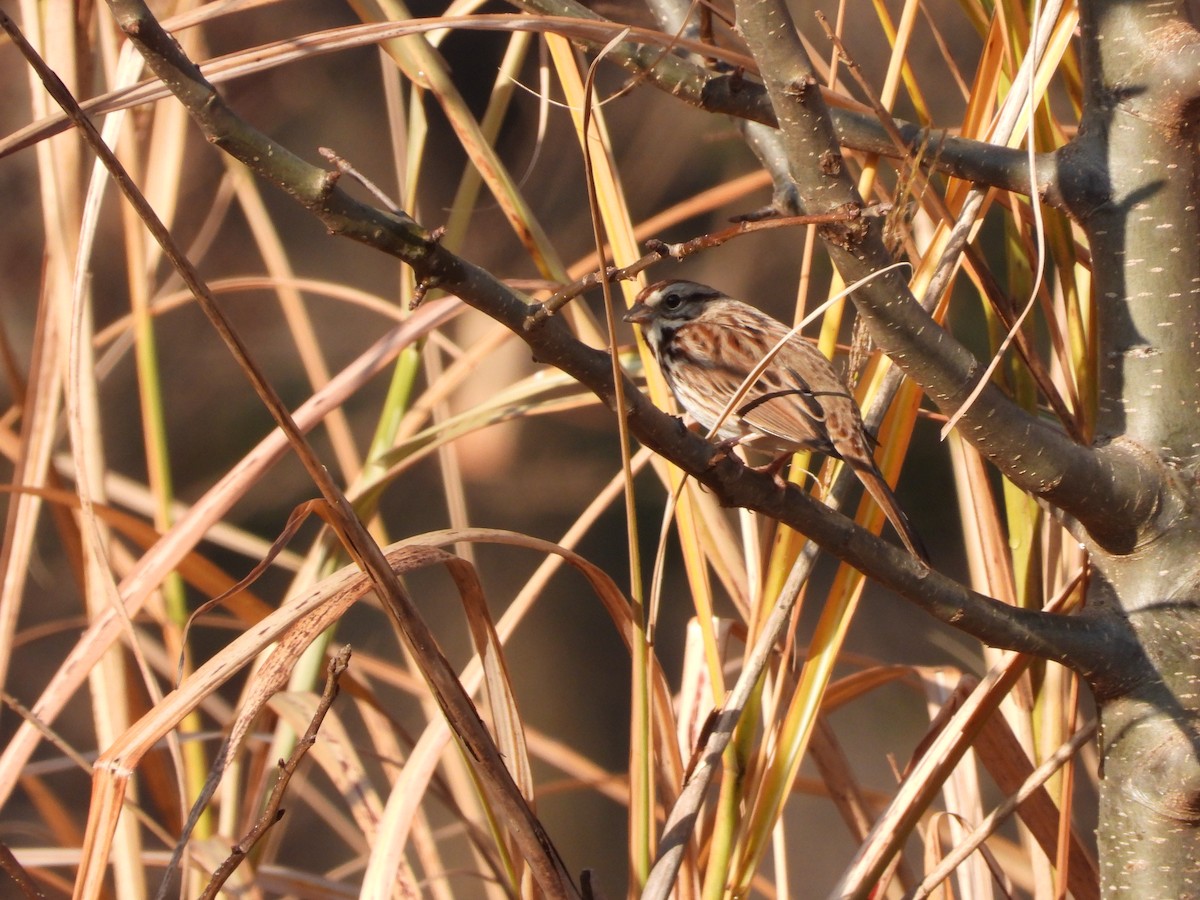 Song Sparrow - ML646524487