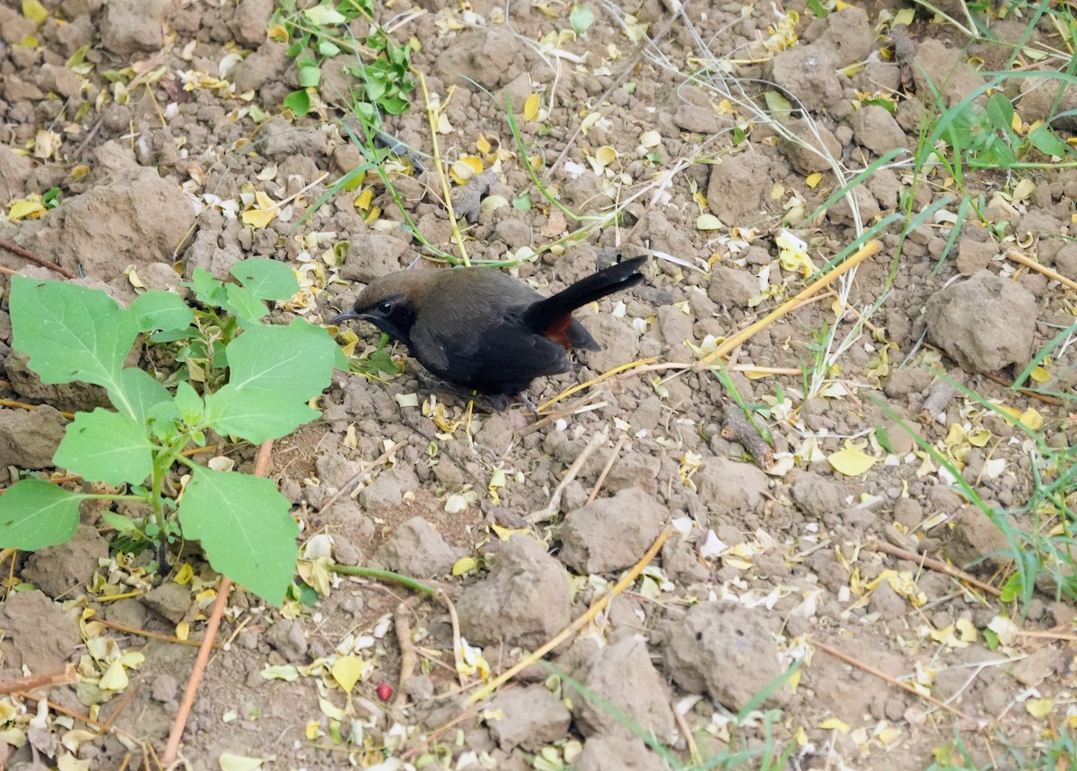 Indian Robin - ML646524490