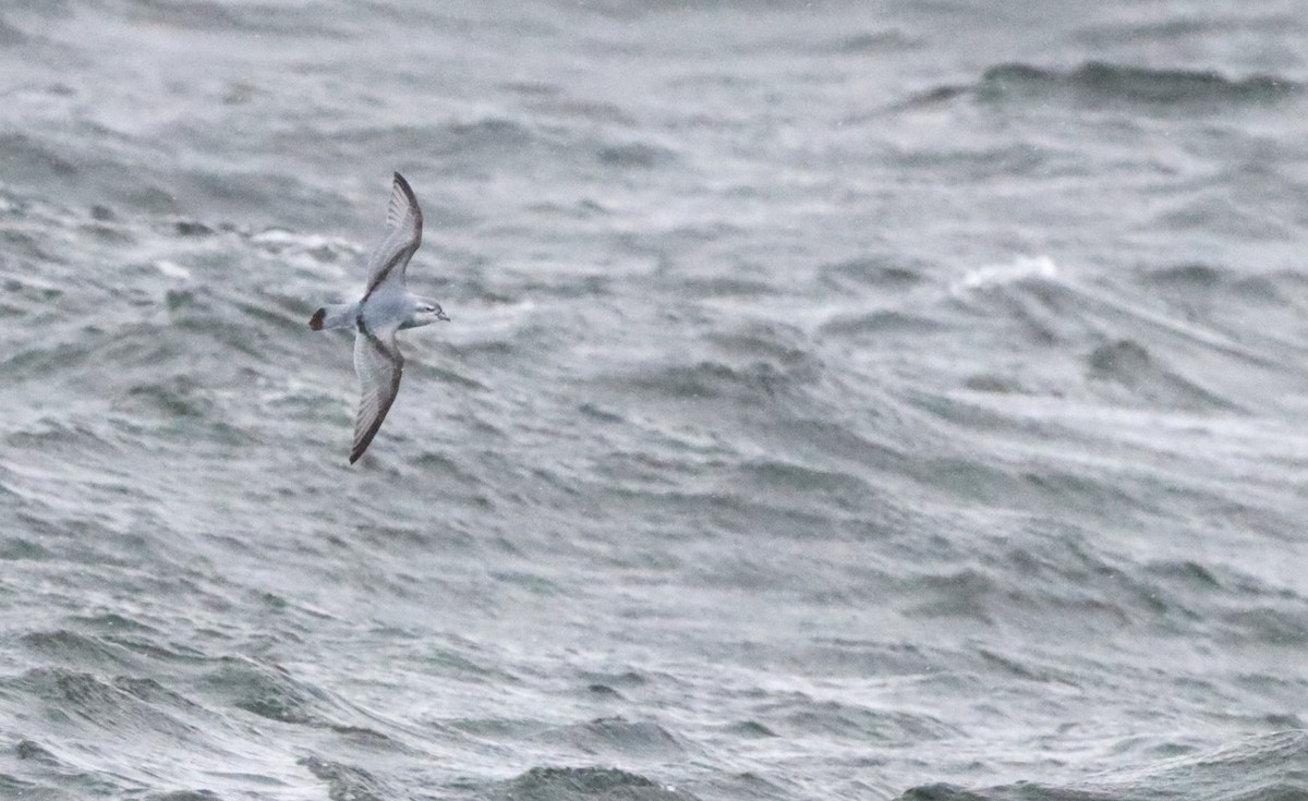 Güvercin Priyonu - ML646524491