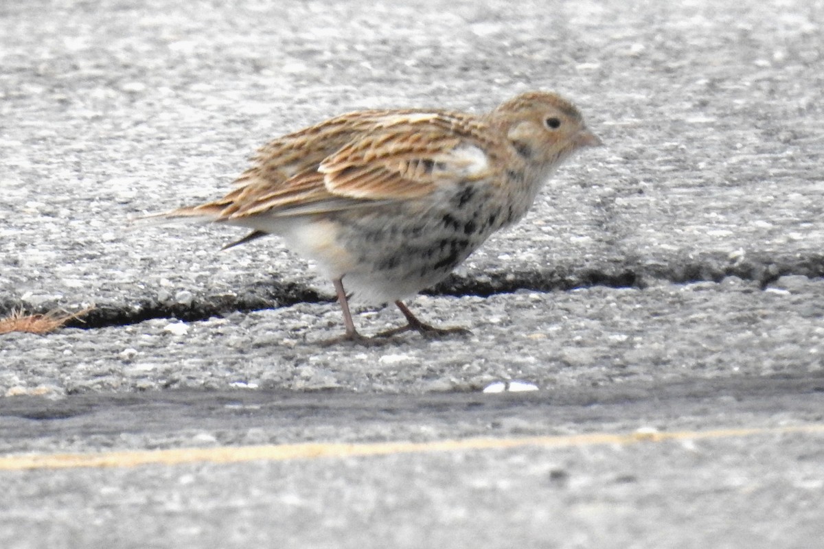 Chestnut-collared Longspur - ML646524500