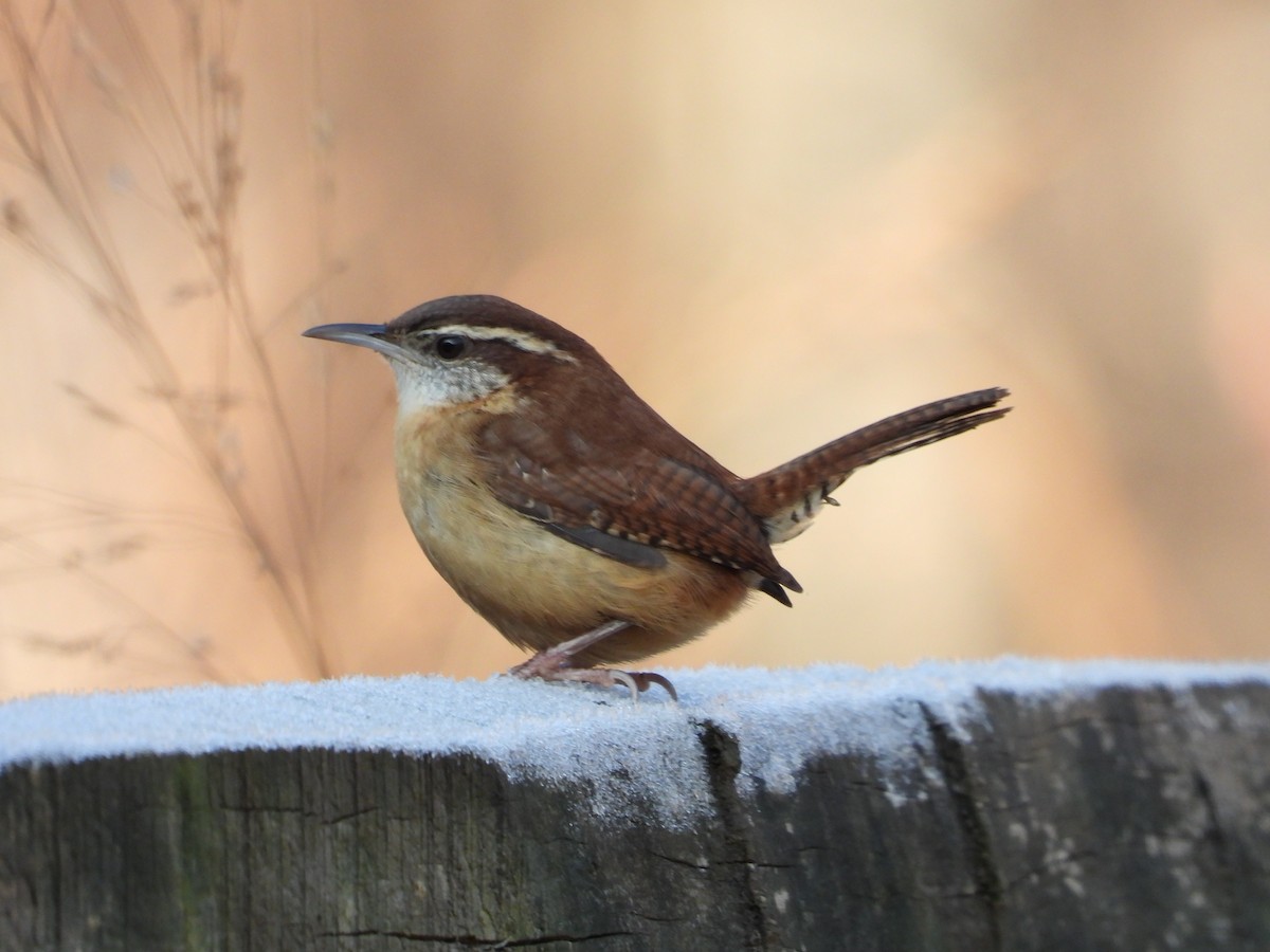 Carolina Wren - ML646524501