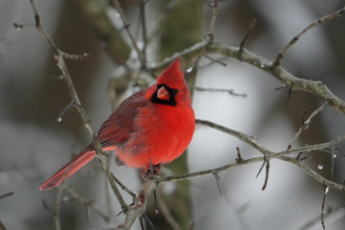 Kardinal arrunta - ML646524502