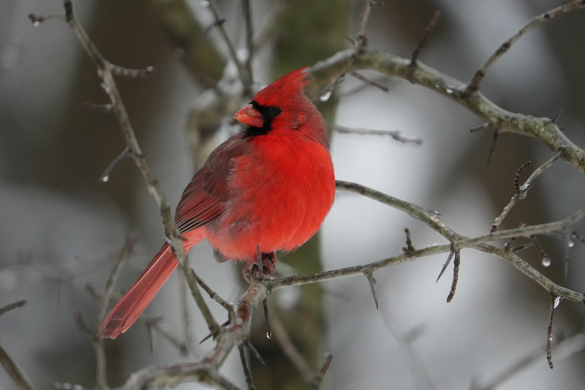 Kardinal arrunta - ML646524503