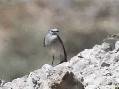 gulkronemarktyrann - ML646524504