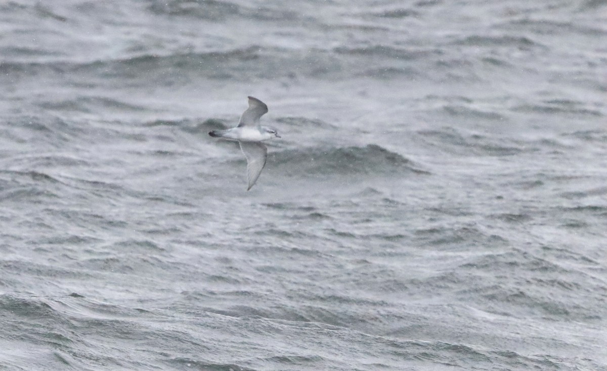 Güvercin Priyonu - ML646524507