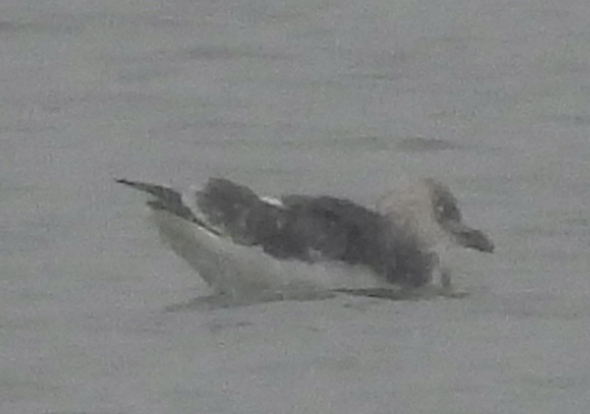 Мартин чорнокрилий - ML646524509