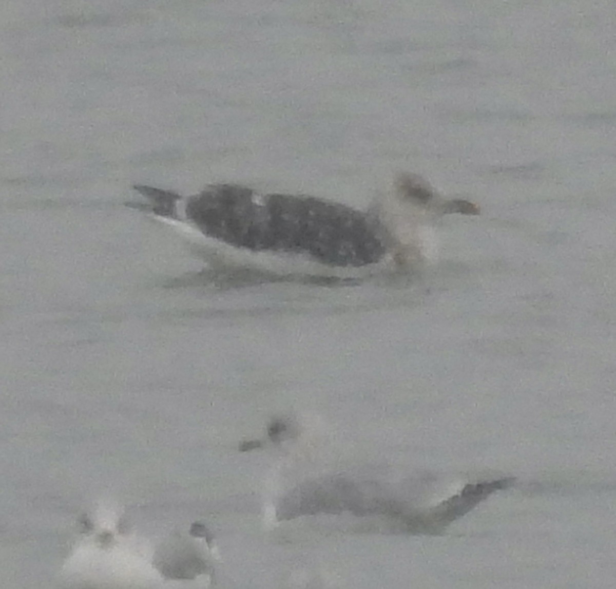 Мартин чорнокрилий - ML646524510