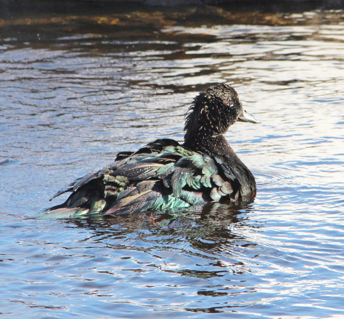 kachnovití sp. - ML646524515