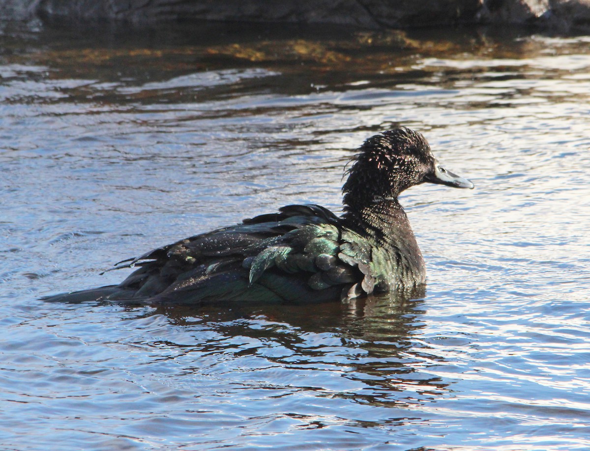 kachnovití sp. - ML646524517