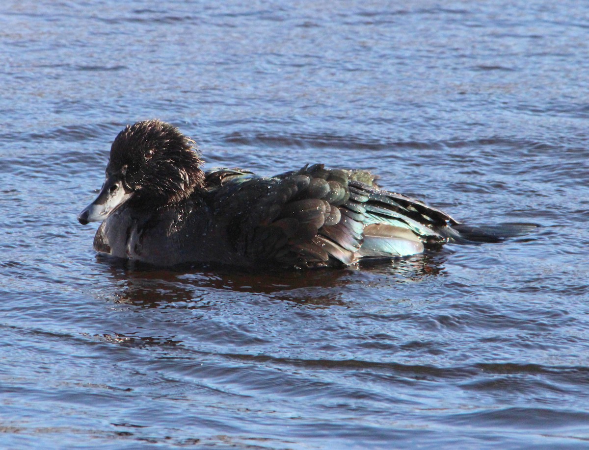 kachnovití sp. - ML646524518