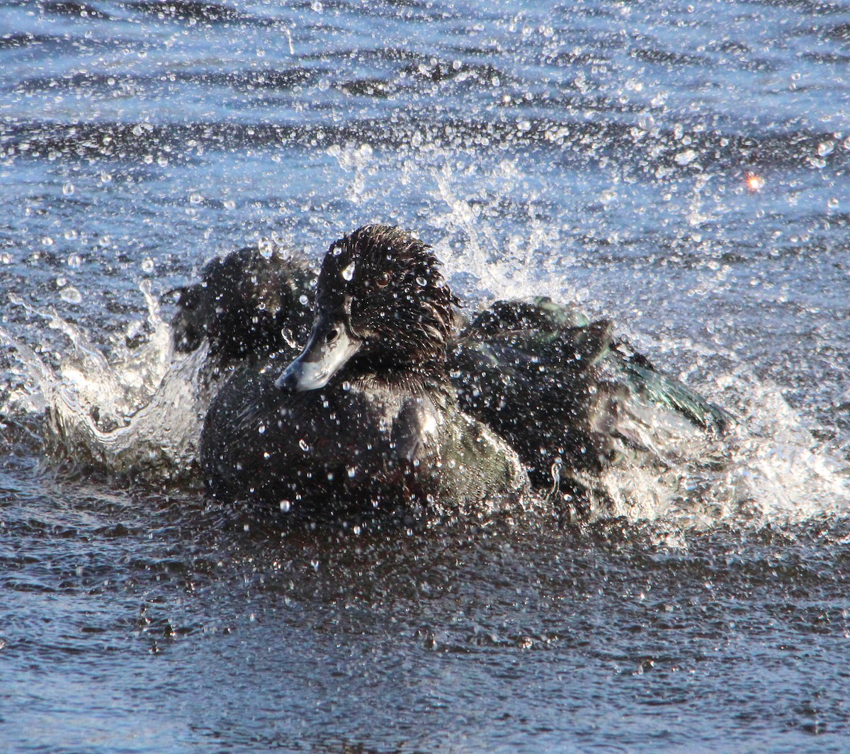 kachnovití sp. - ML646524519