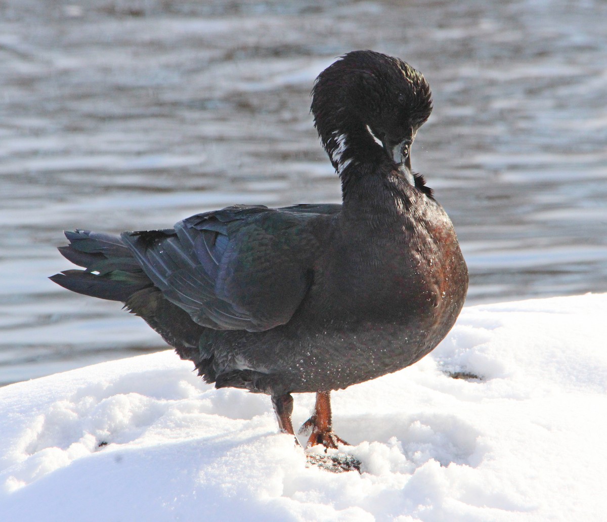 kachnovití sp. - ML646524520