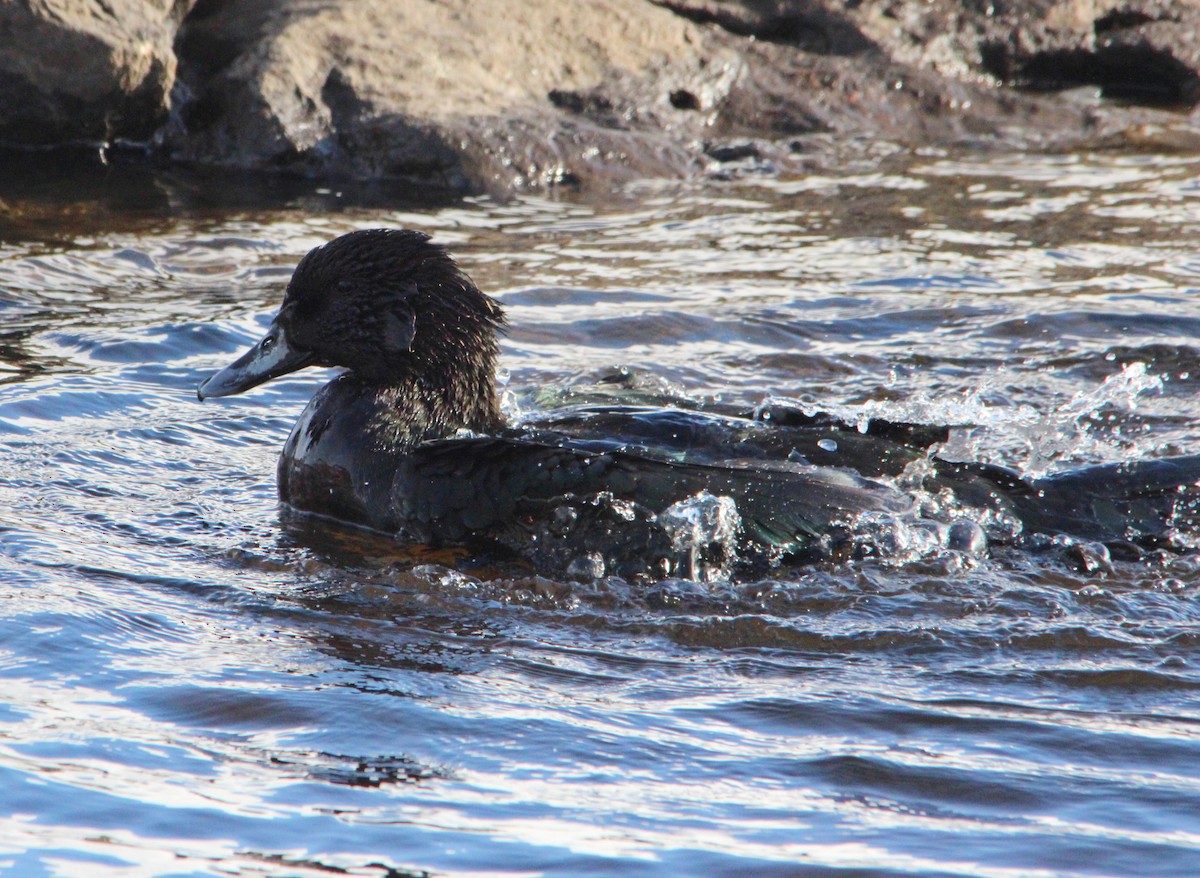 Anatinae sp. - ML646524521