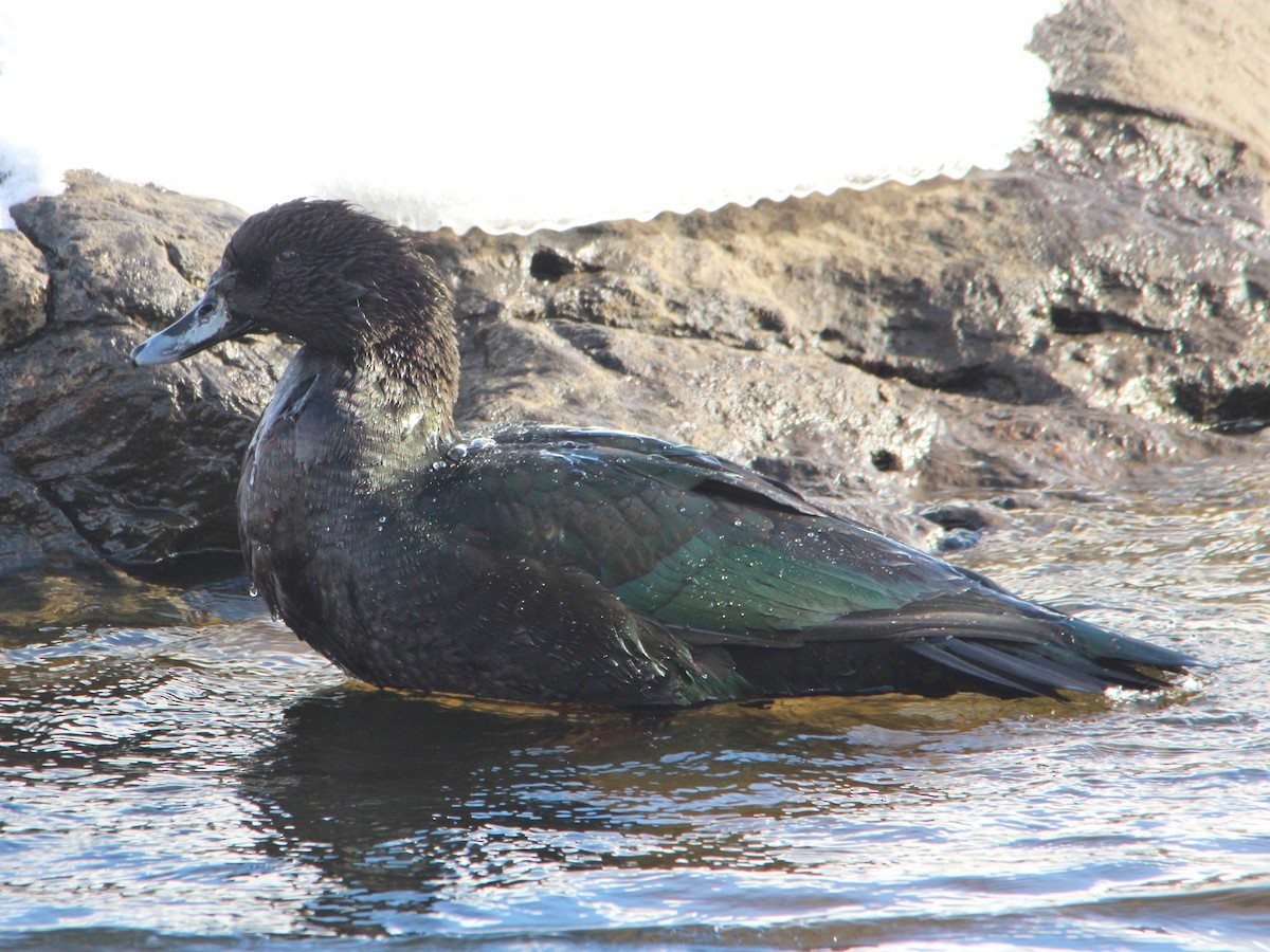 Anatinae sp. - ML646524522