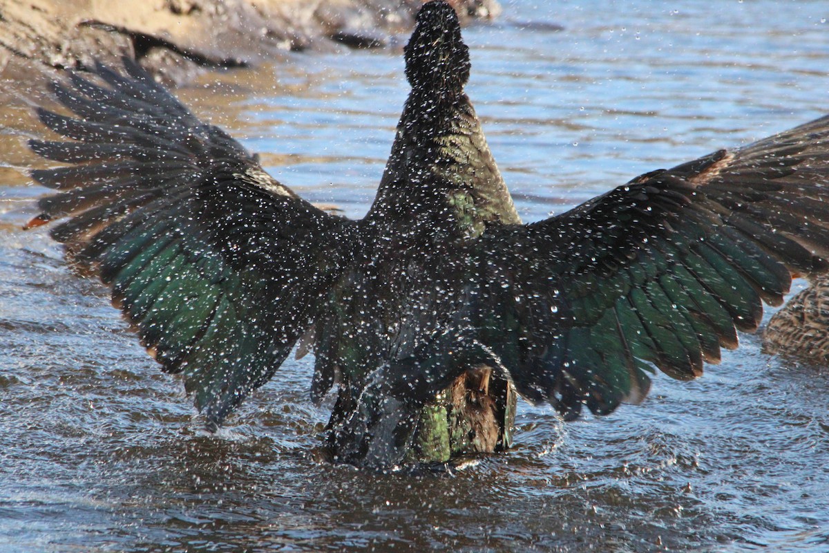ברווז בלתי-מזוהה - ML646524523