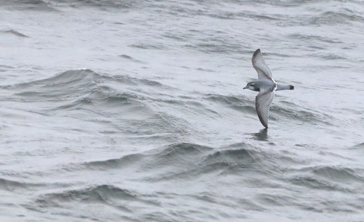 Antarktik Priyonu - ML646524525