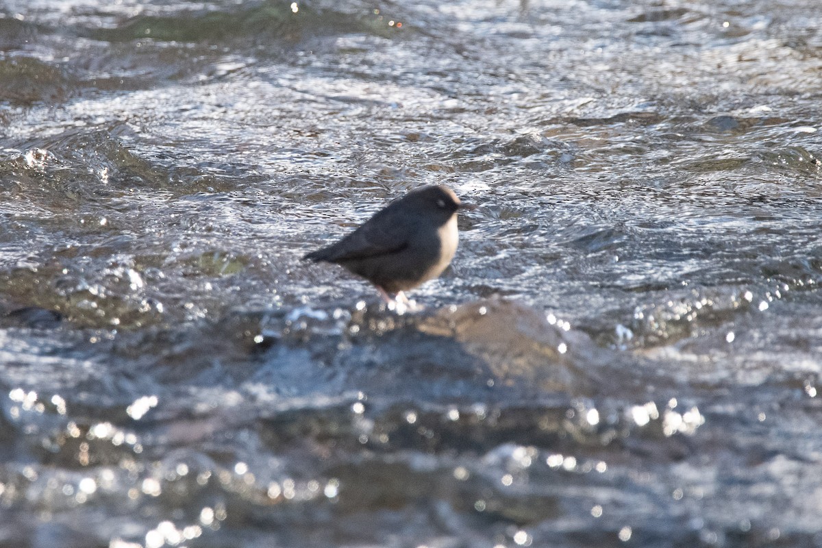 Ur-zozo iparramerikarra - ML646524526