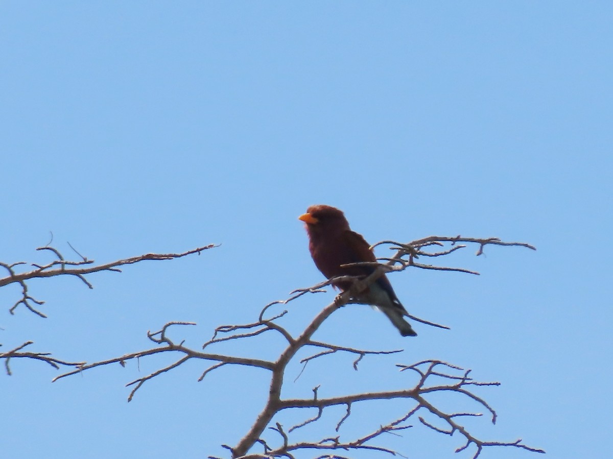 Rolle violet - ML646524534