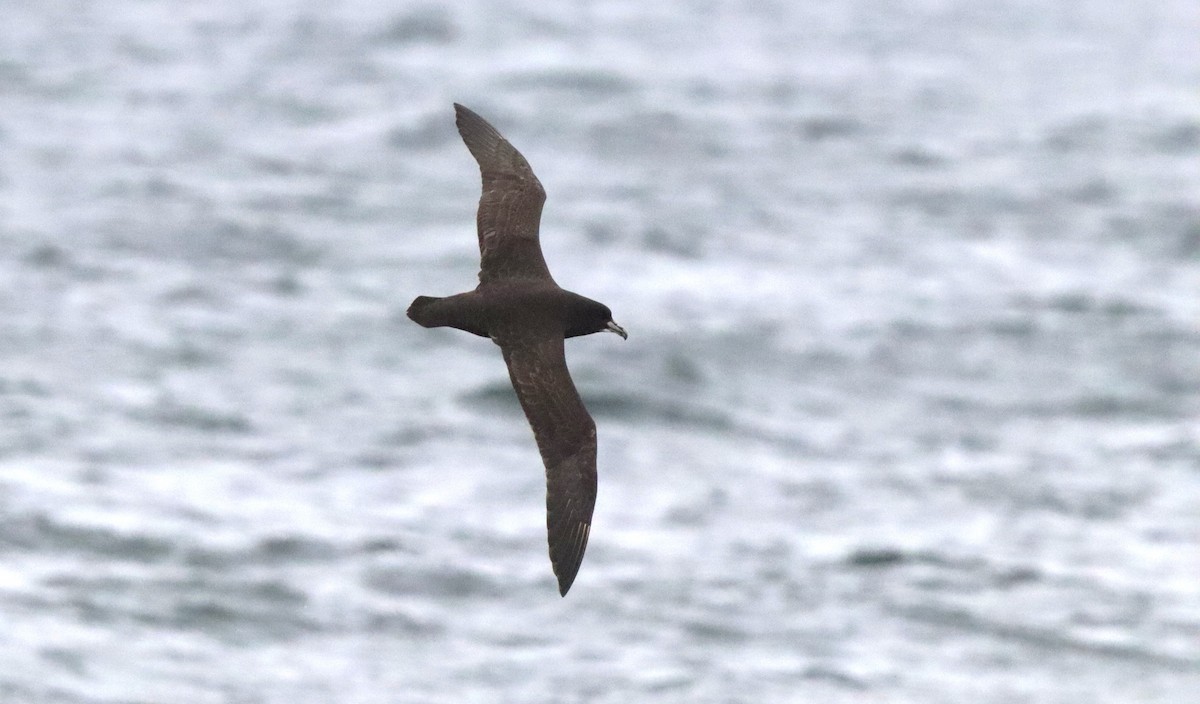 Beyaz Gıdılı Yelkovan - ML646524538