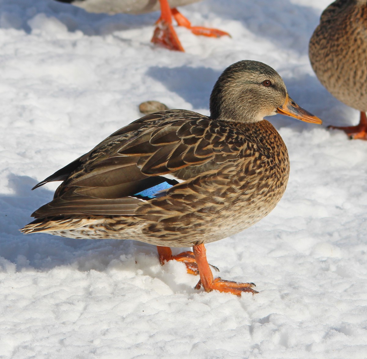 kachna divoká - ML646524541