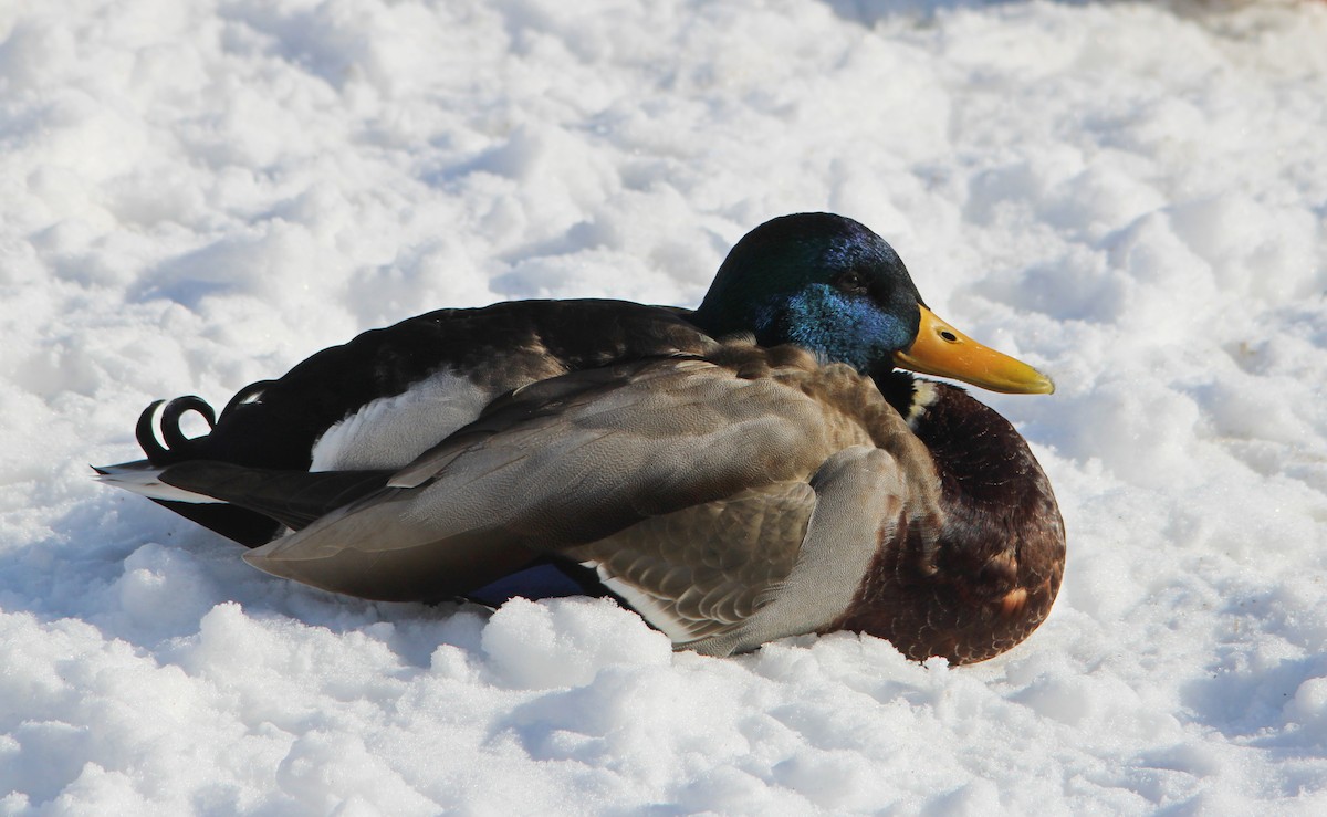 Germano reale - ML646524542