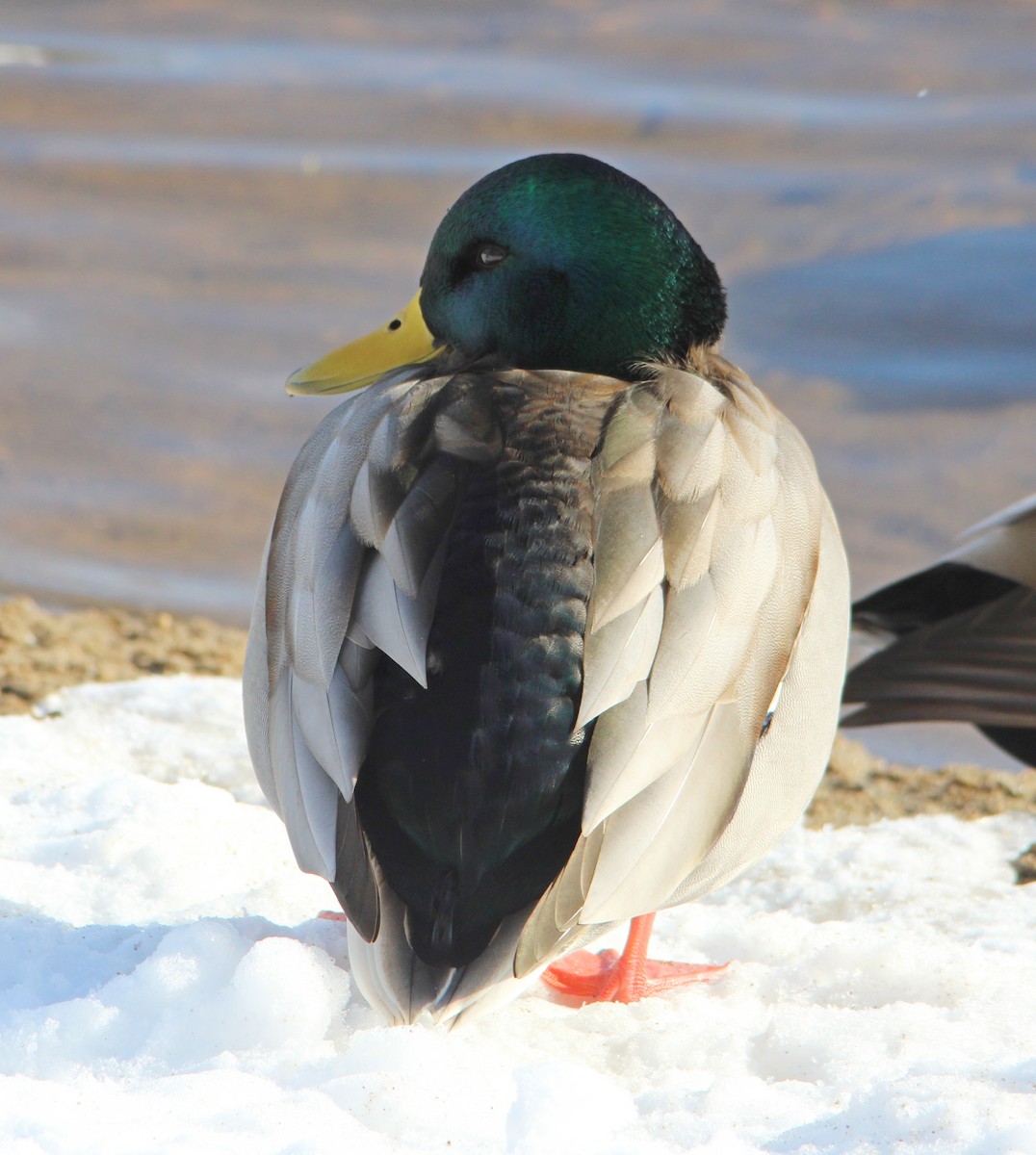 Germano reale - ML646524543