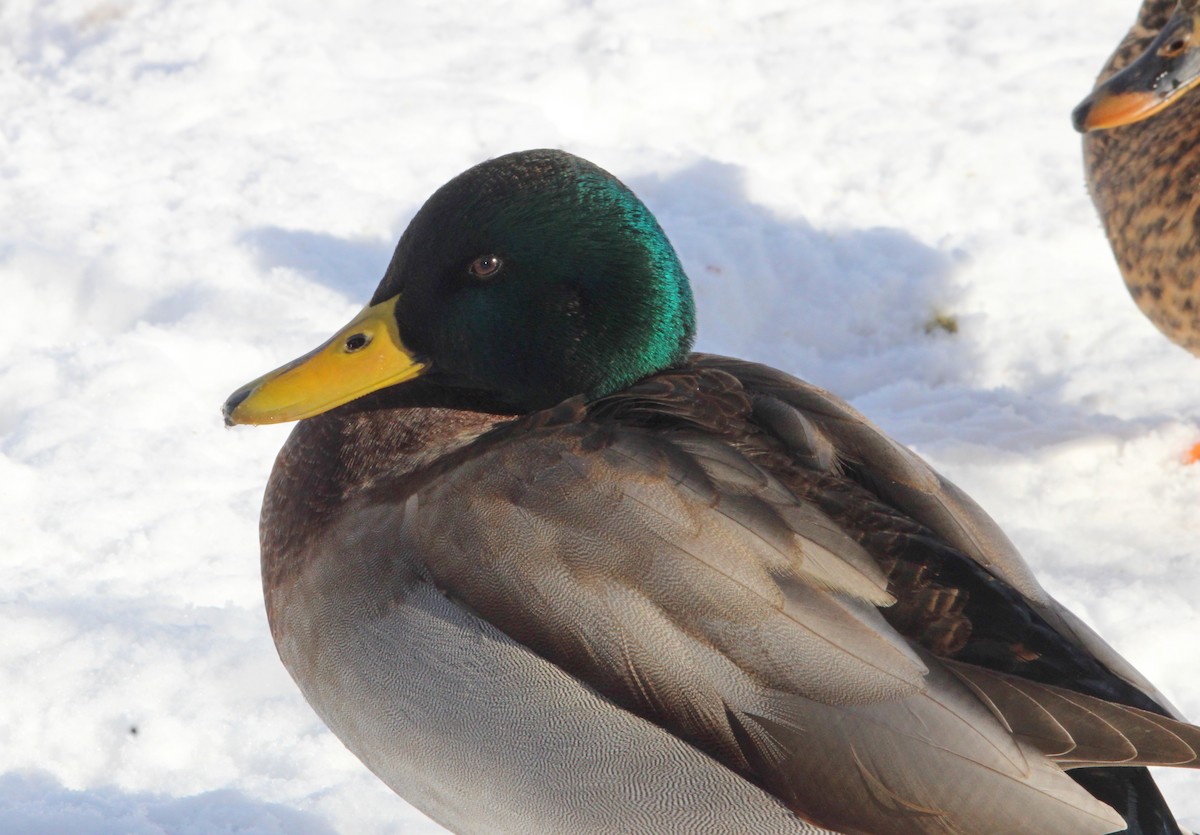 ברכיה - ML646524551